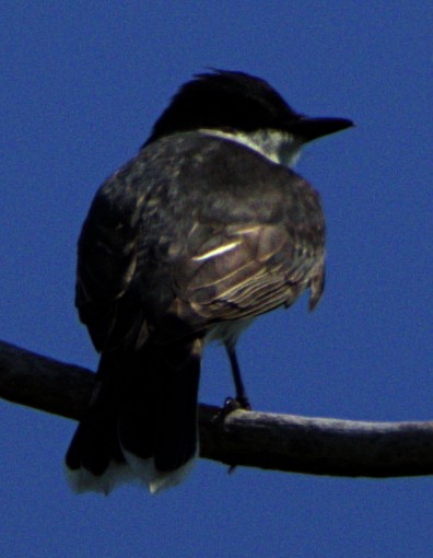 Eastern Kingbird - ML622439621