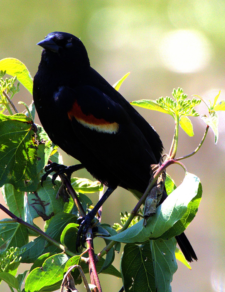 Red-winged Blackbird - ML622439630