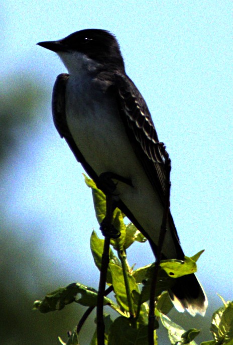 Eastern Kingbird - ML622439637