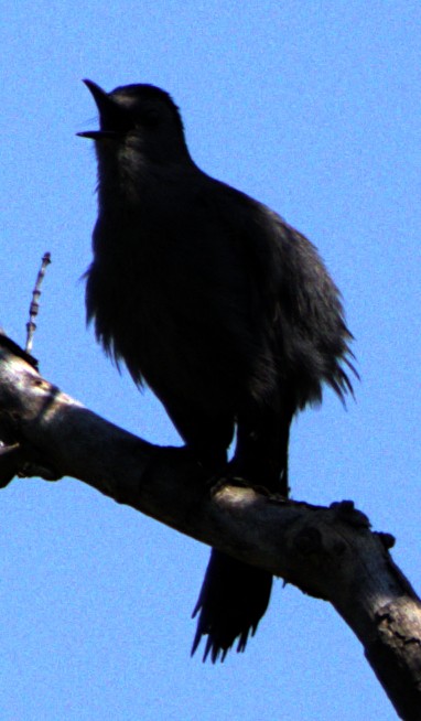 Gray Catbird - ML622439664