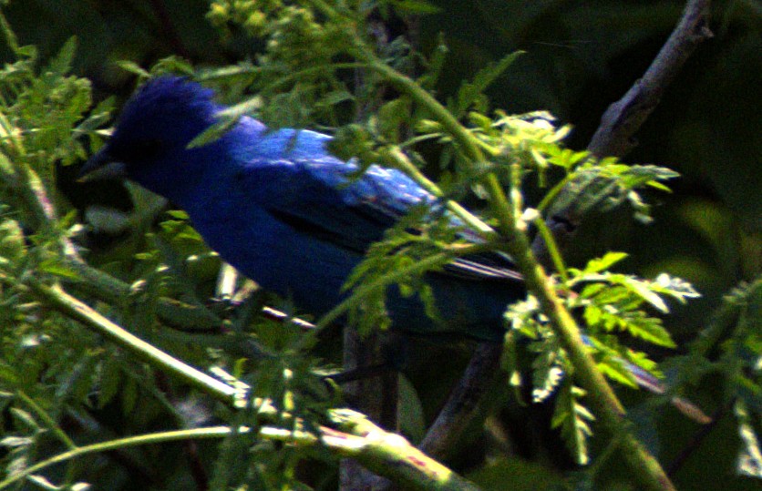 Indigo Bunting - ML622439670