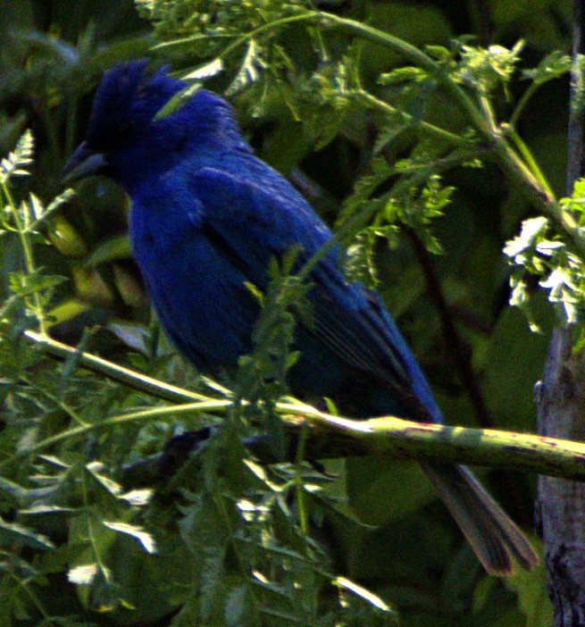 Indigo Bunting - ML622439671