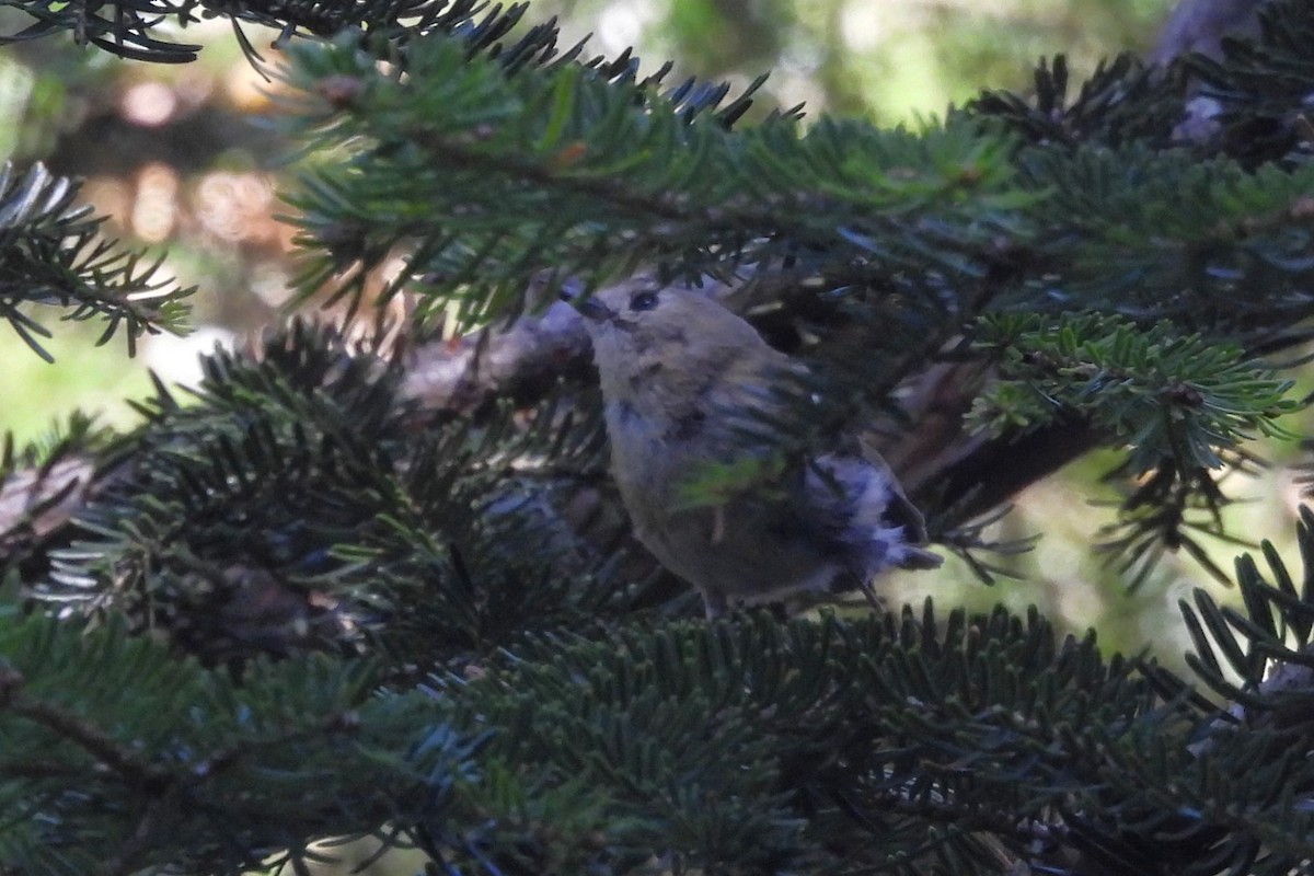 Goldcrest - ML622439684