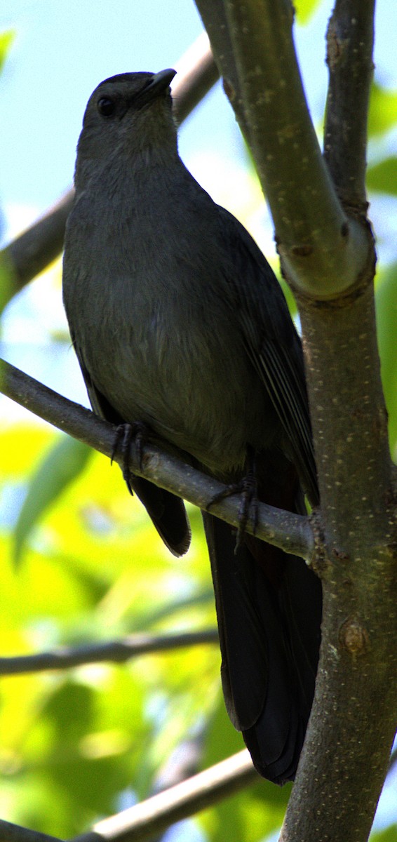 Gray Catbird - ML622439691