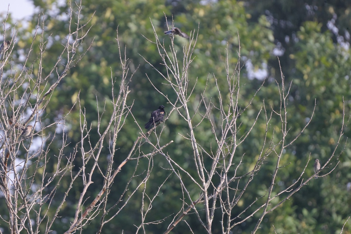 Eastern Bluebird - ML622439797