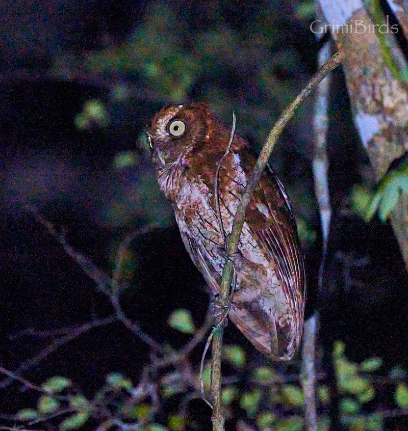 Middle American Screech-Owl (Middle American) - Ramon Grimalt