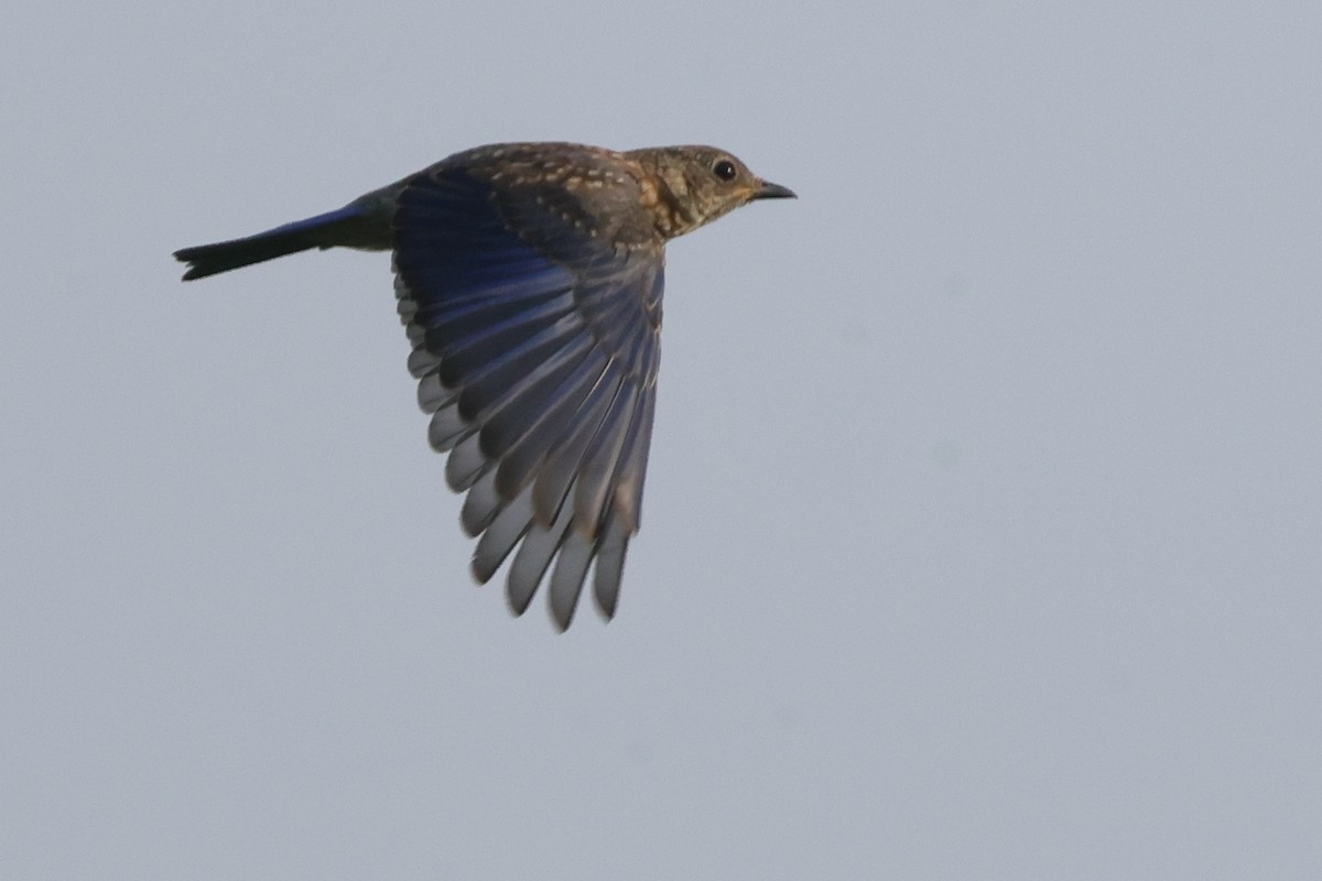 Eastern Bluebird - ML622439840