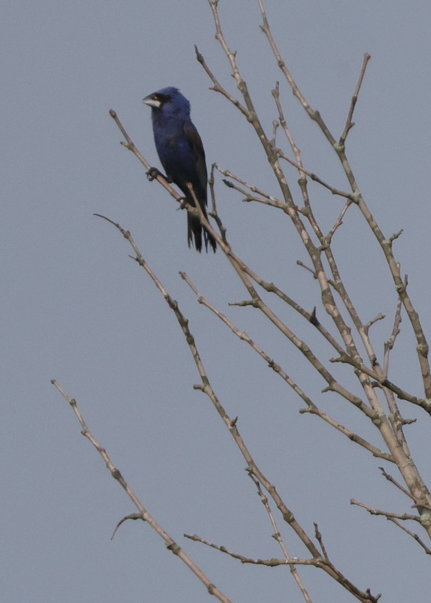 Blue Grosbeak - ML622439879