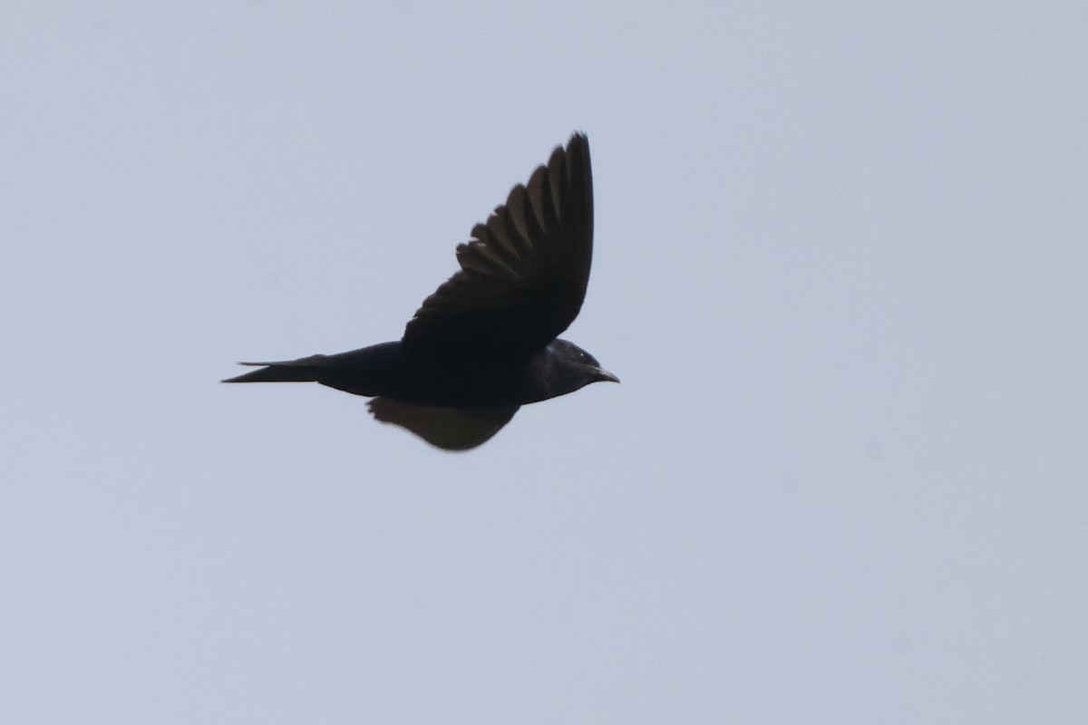 Purple Martin - ML622439910