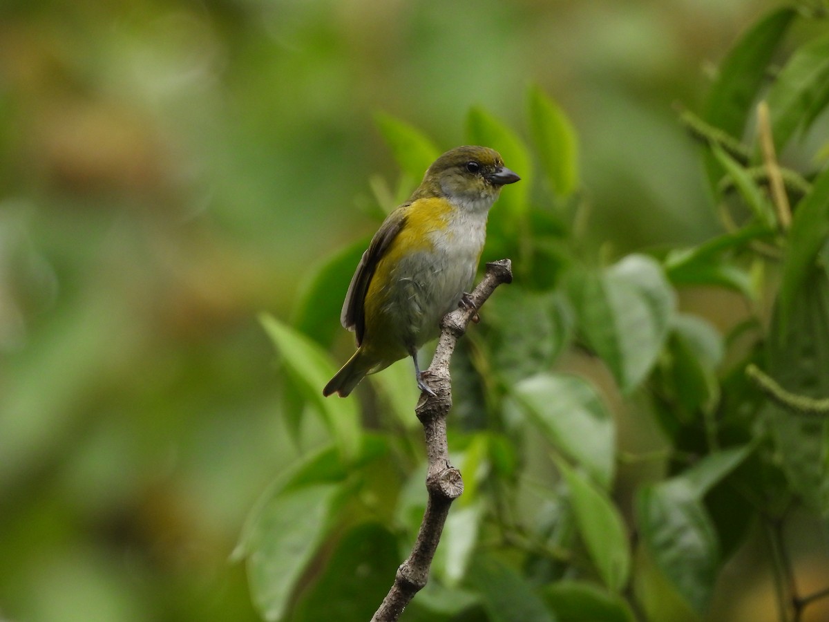 Organiste à gorge jaune - ML622439916