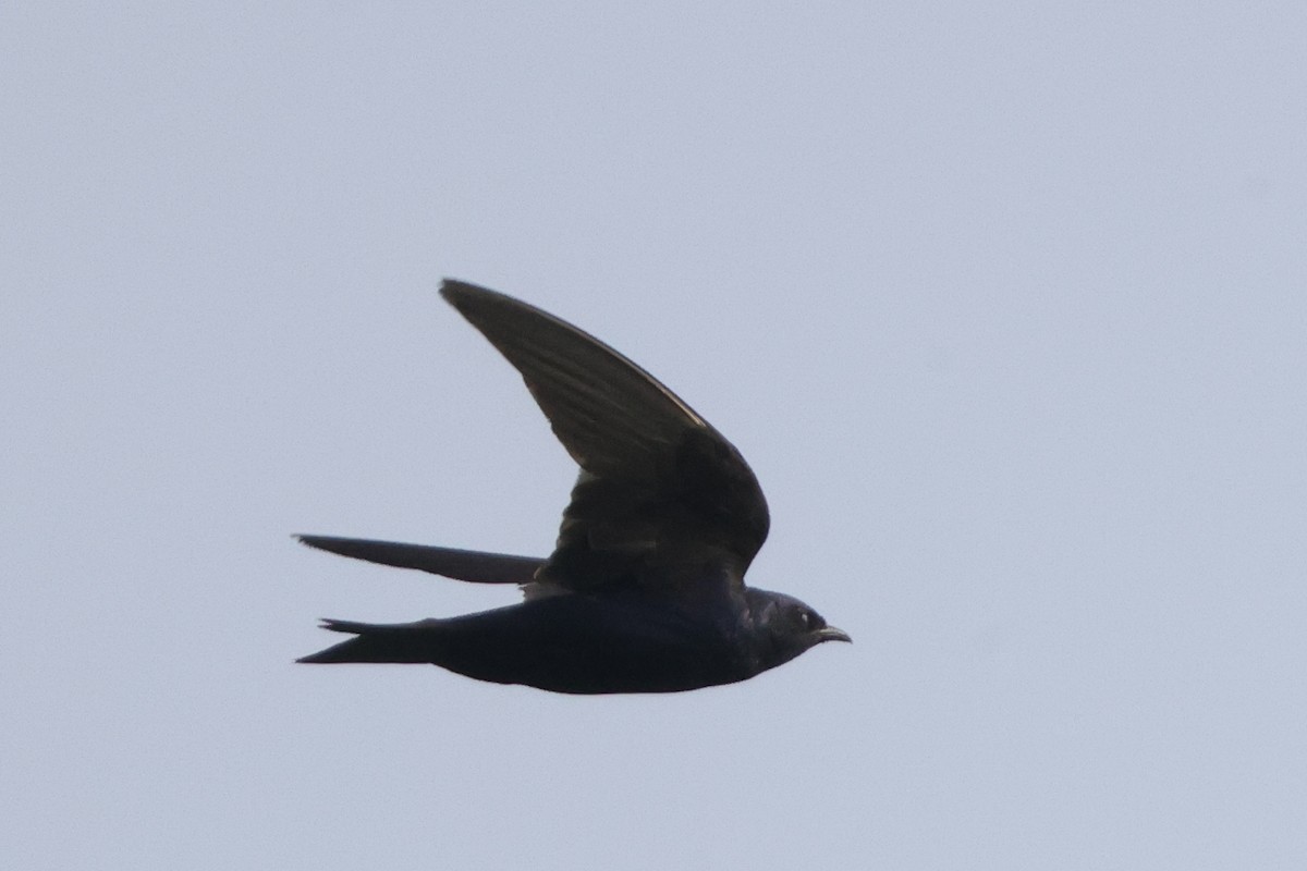 Purple Martin - ML622439922