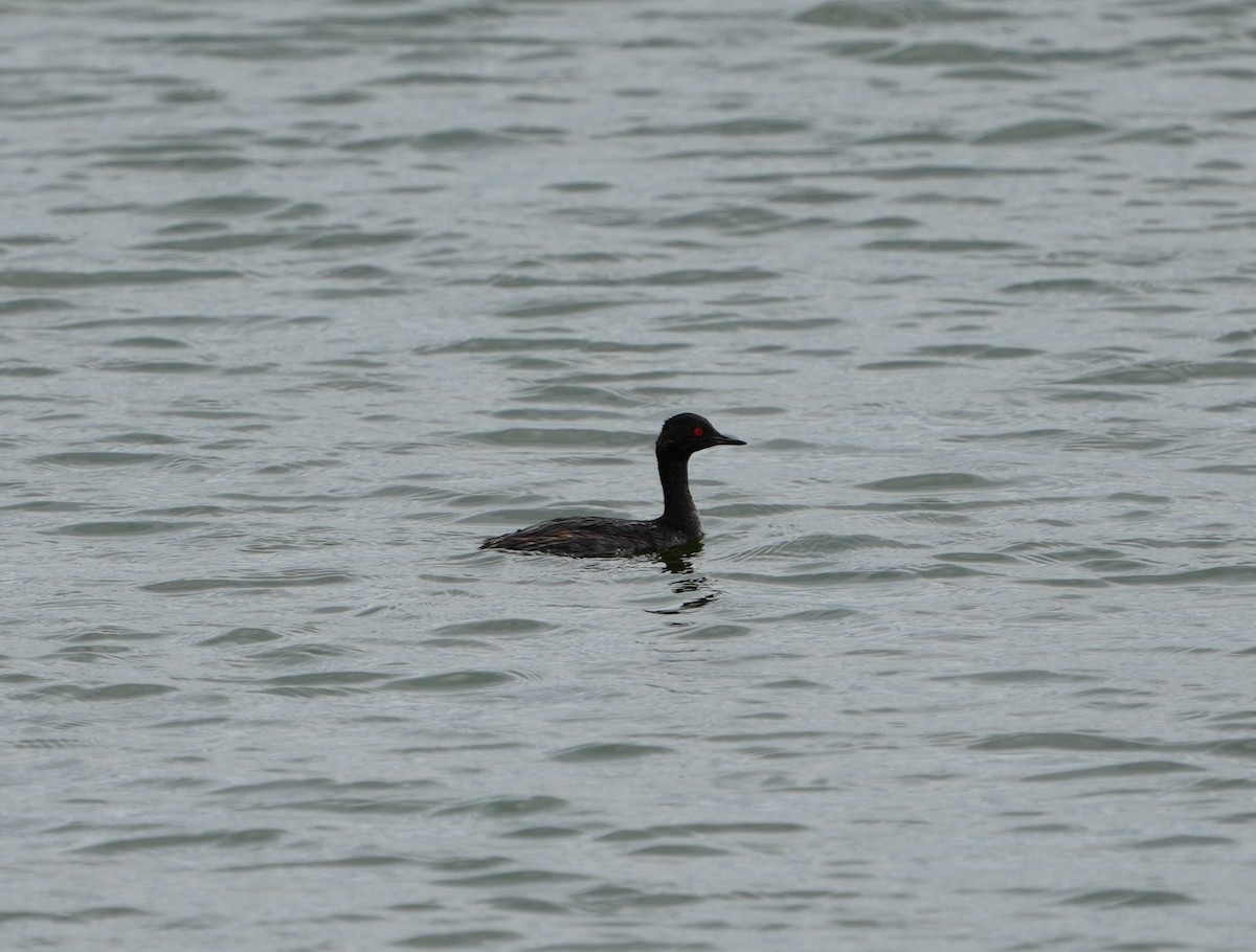 Eared Grebe - ML622439924