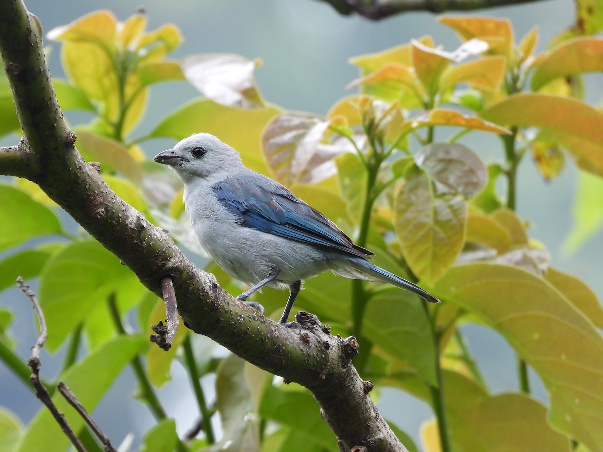 Blue-gray Tanager - Parque Nacional Cañón del Río Blanco PNCRB