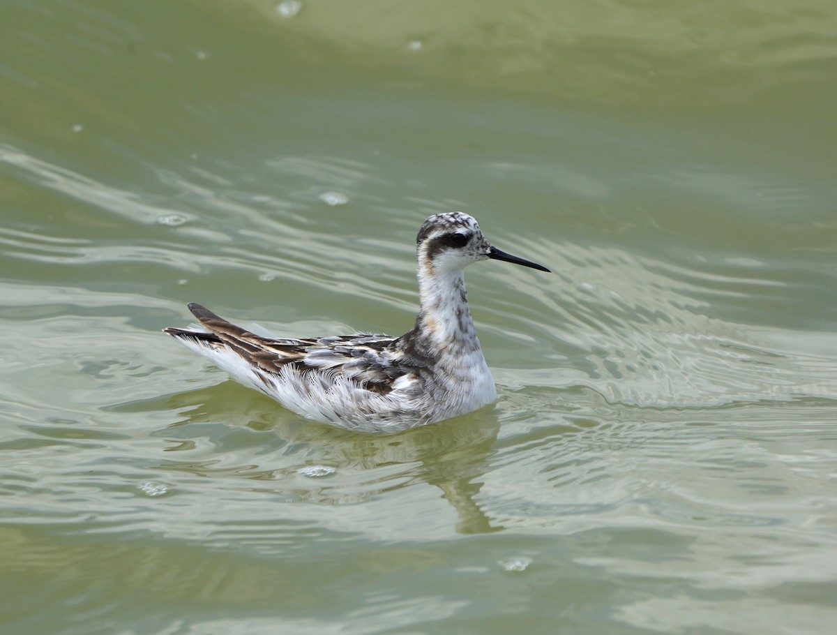 Red-necked Phalarope - ML622439935