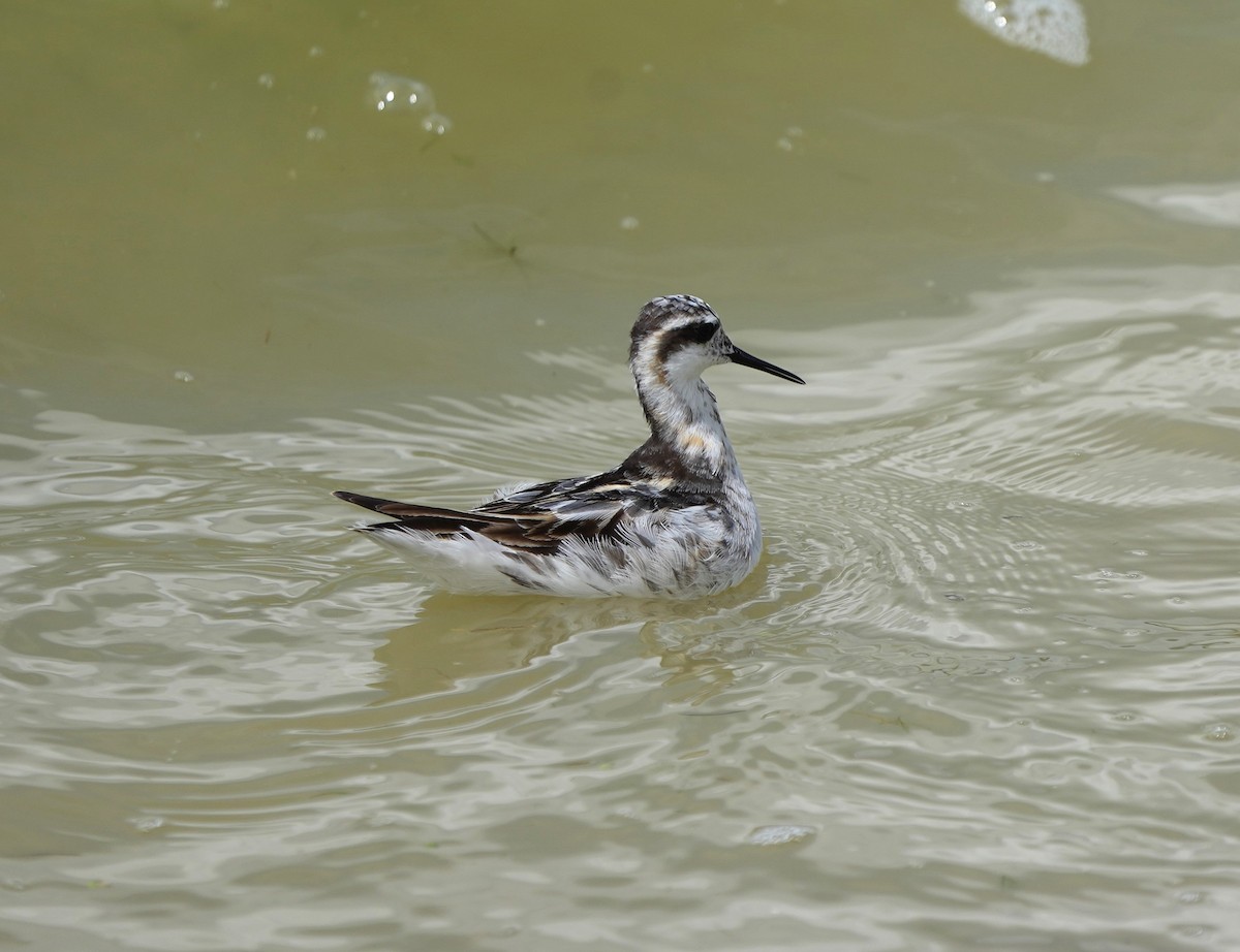 Red-necked Phalarope - ML622439936