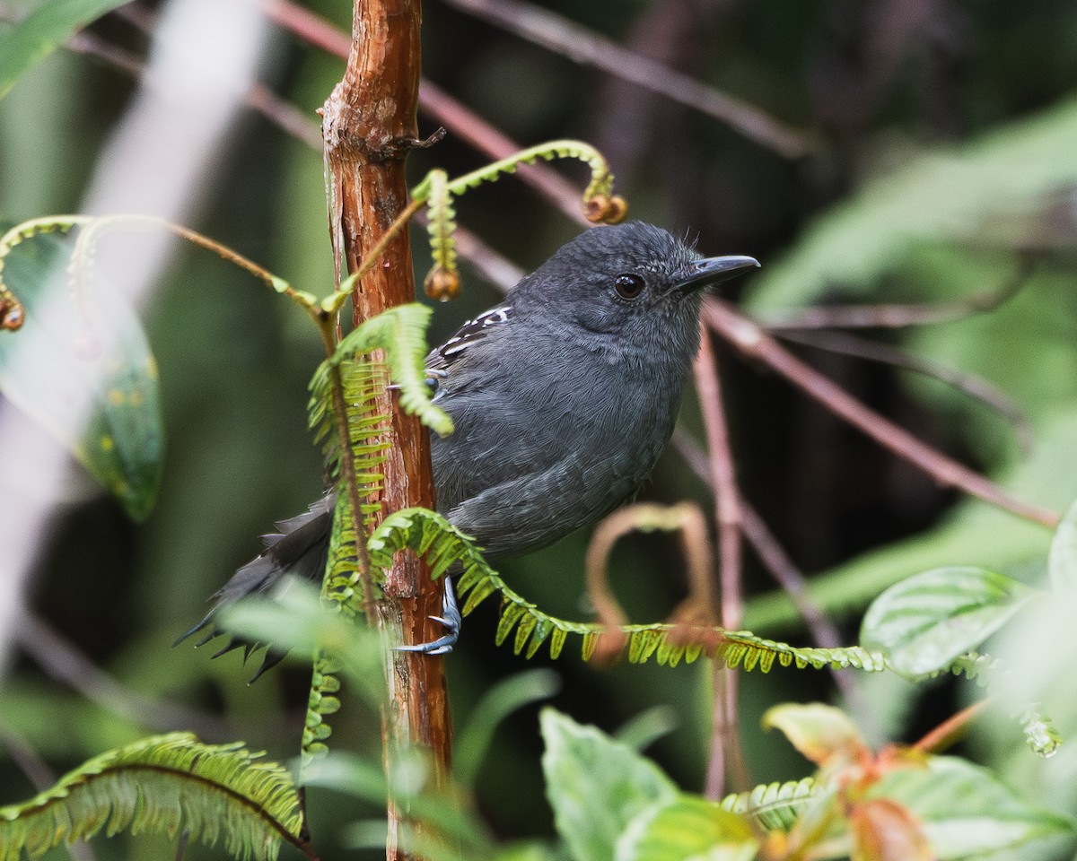 Parker's Antbird - ML622439957