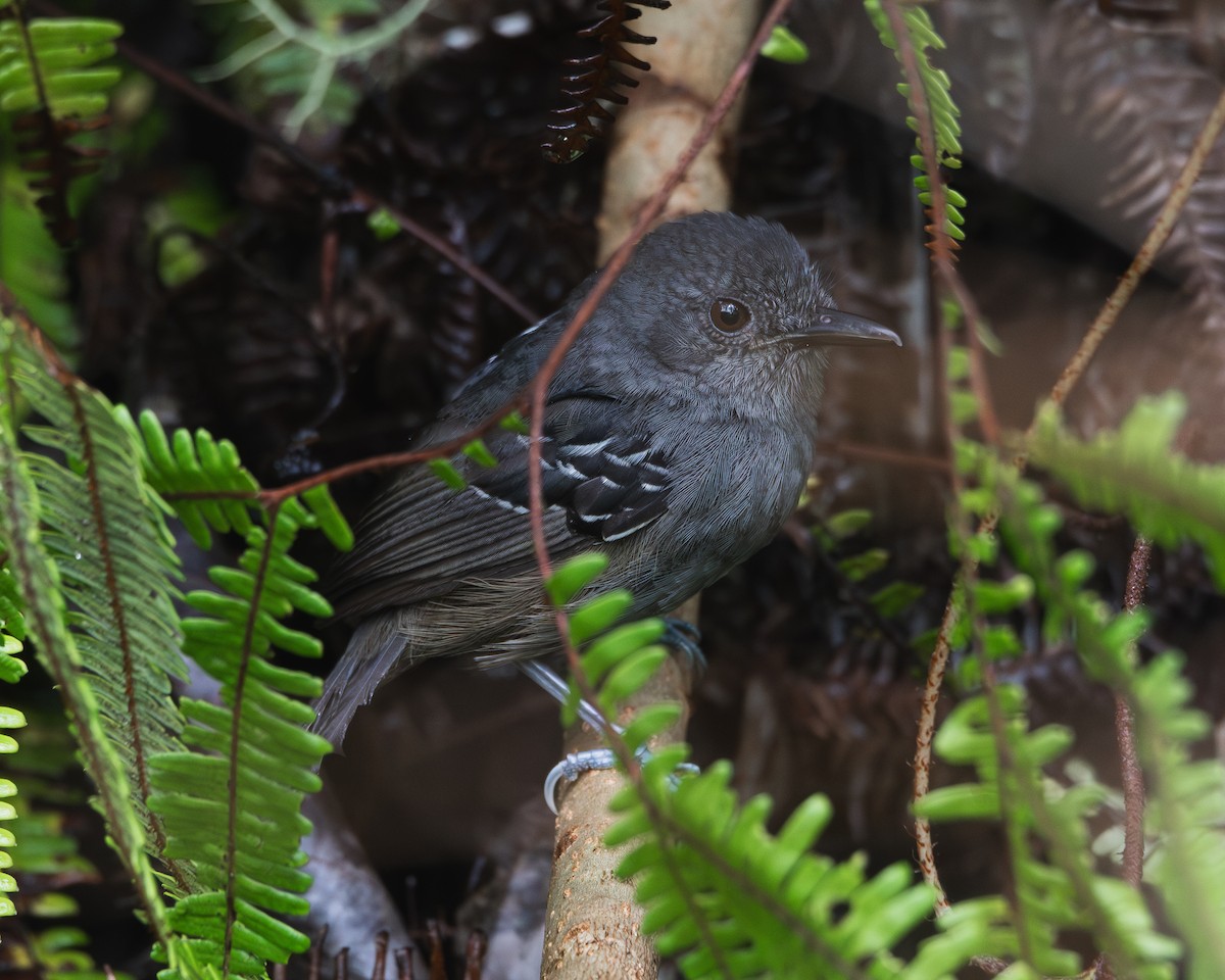 Parker's Antbird - ML622439958