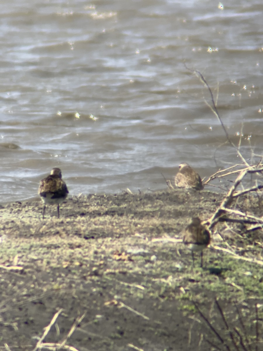 American Golden-Plover - Kevin Hayes