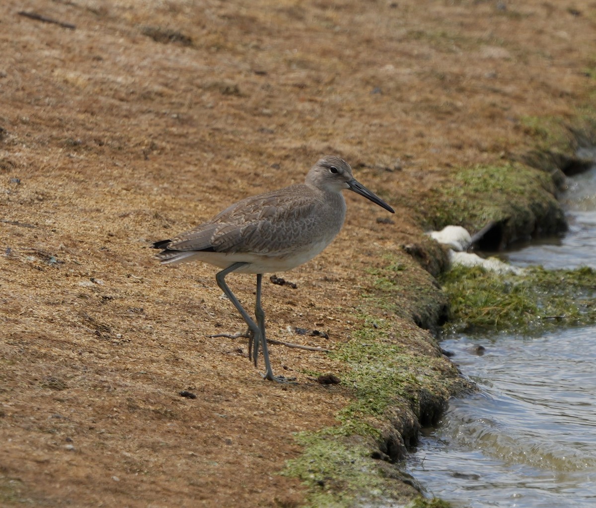 Willet - ML622439981