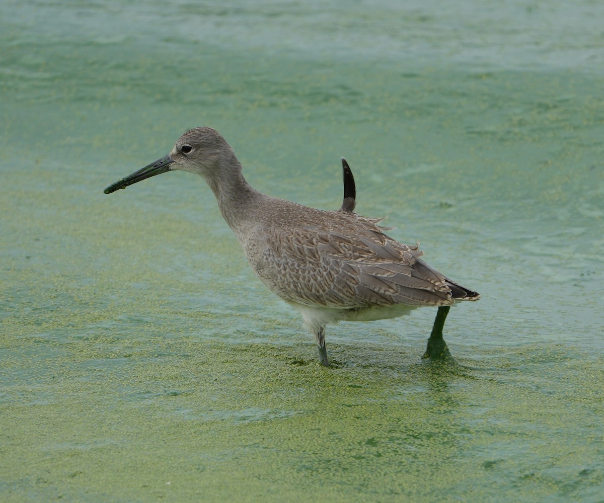 Willet - ML622439982