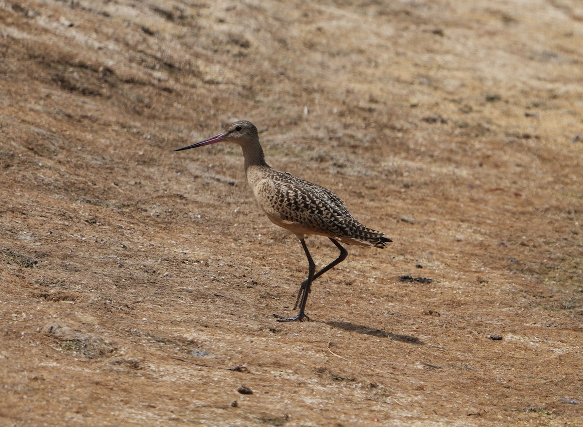 Marbled Godwit - ML622439991