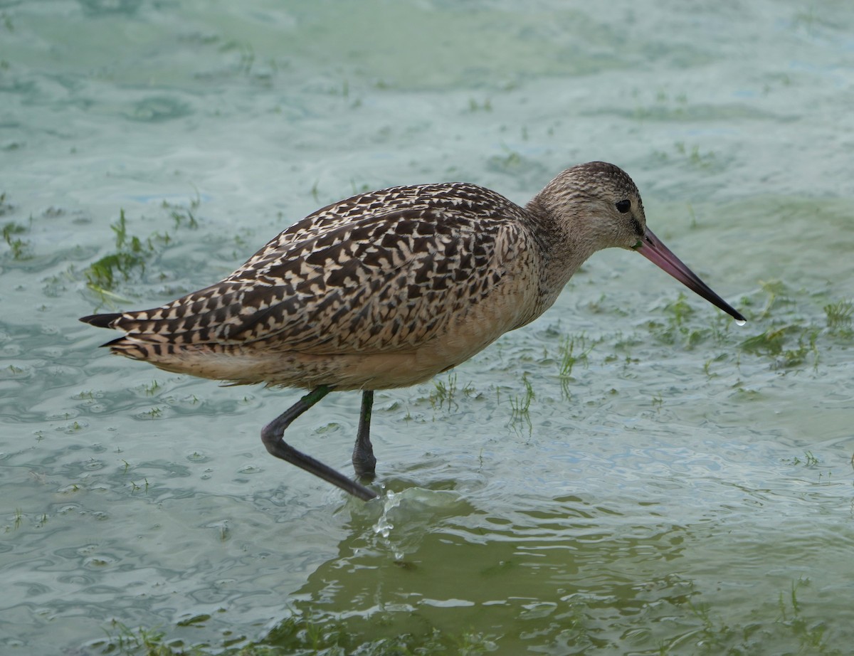 Marbled Godwit - ML622439992