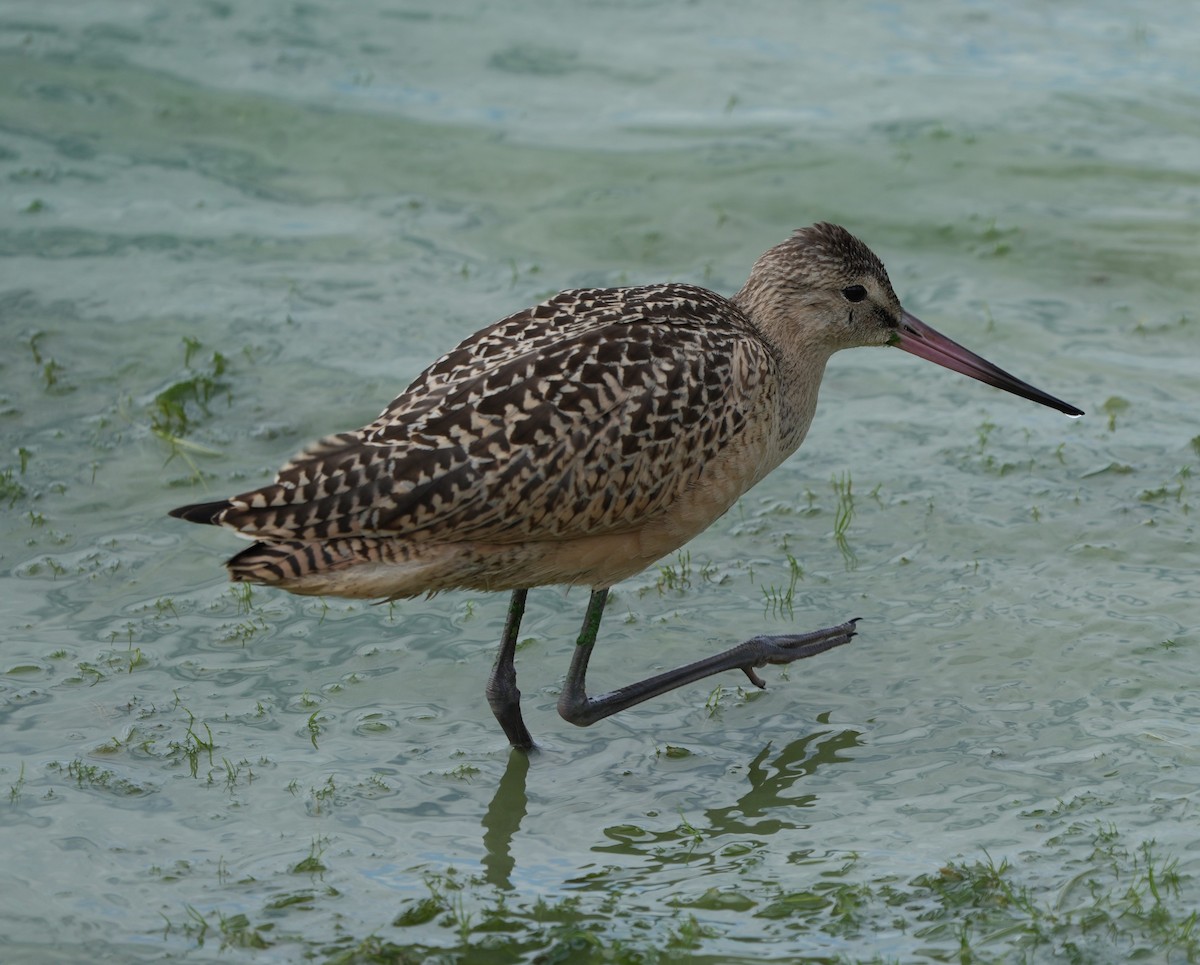 Marbled Godwit - Amirtha  Karunakaran