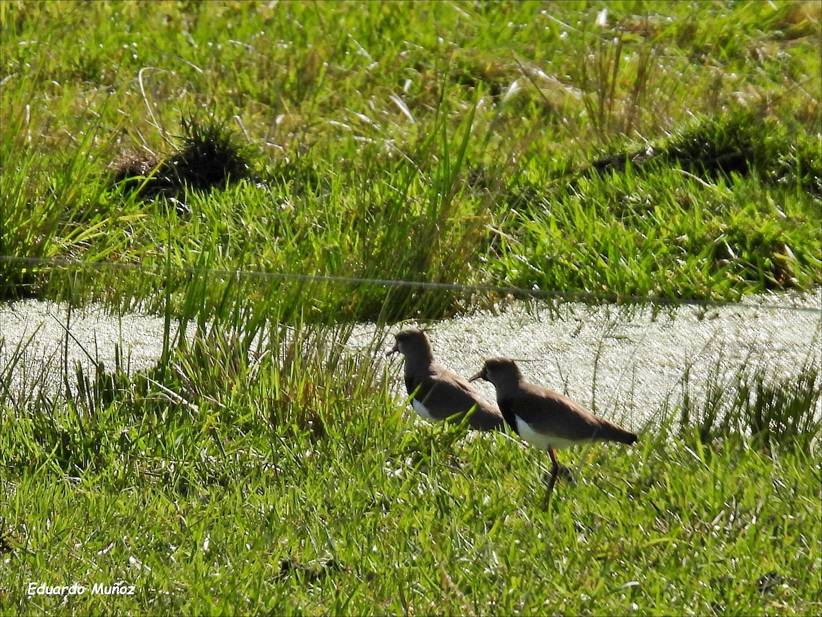 Southern Lapwing - ML622440031