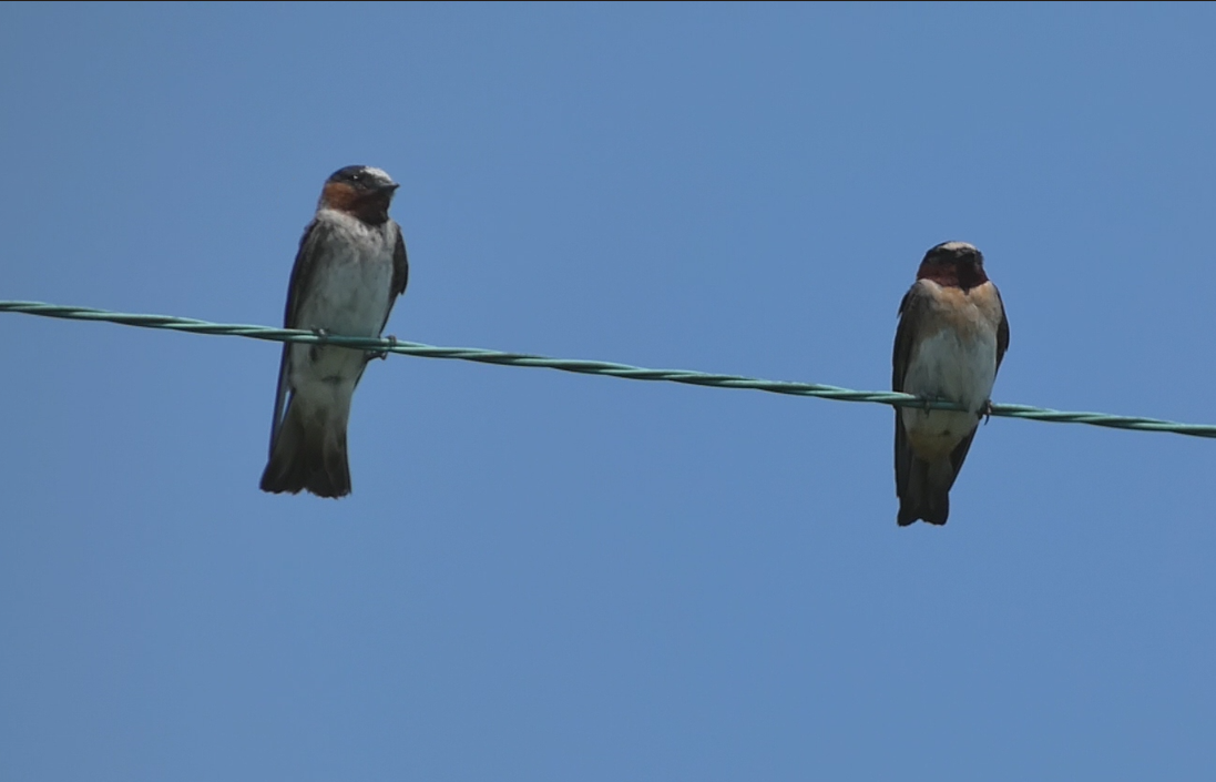 Cliff Swallow - Aaron Gibelius