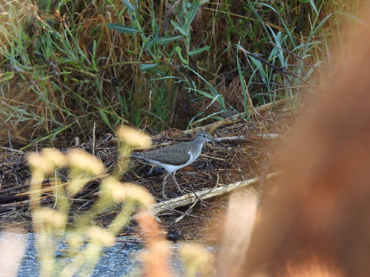 Common Sandpiper - ML622440076