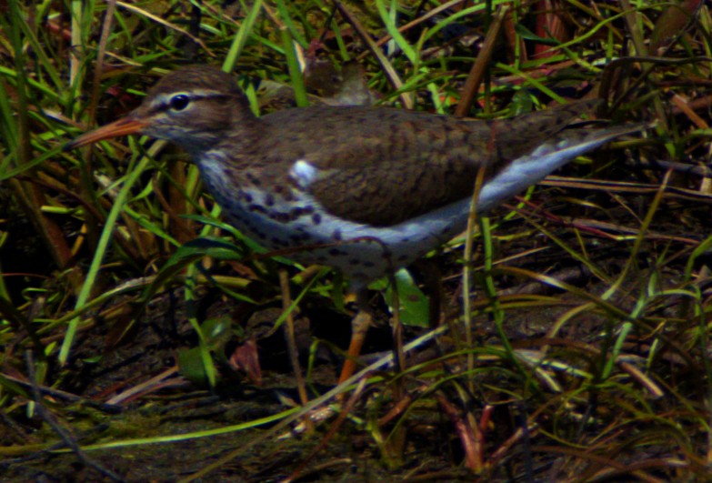 Spotted Sandpiper - Andrew Melnick