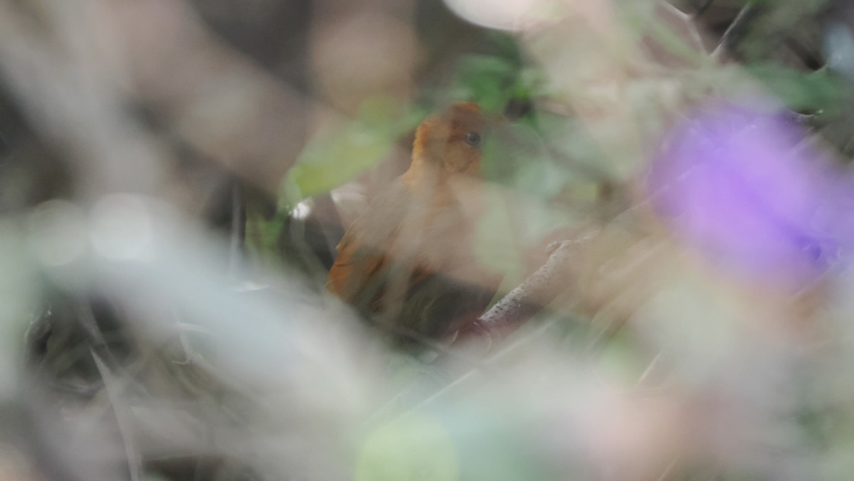 Henna-hooded Foliage-gleaner - Mike Grant