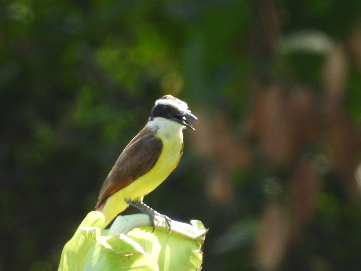 Great Kiskadee - German Gabriel Medina Duran