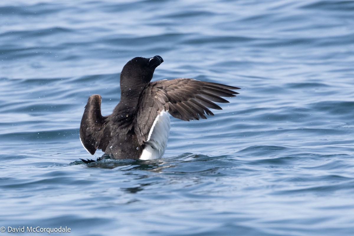 Razorbill - ML622440232