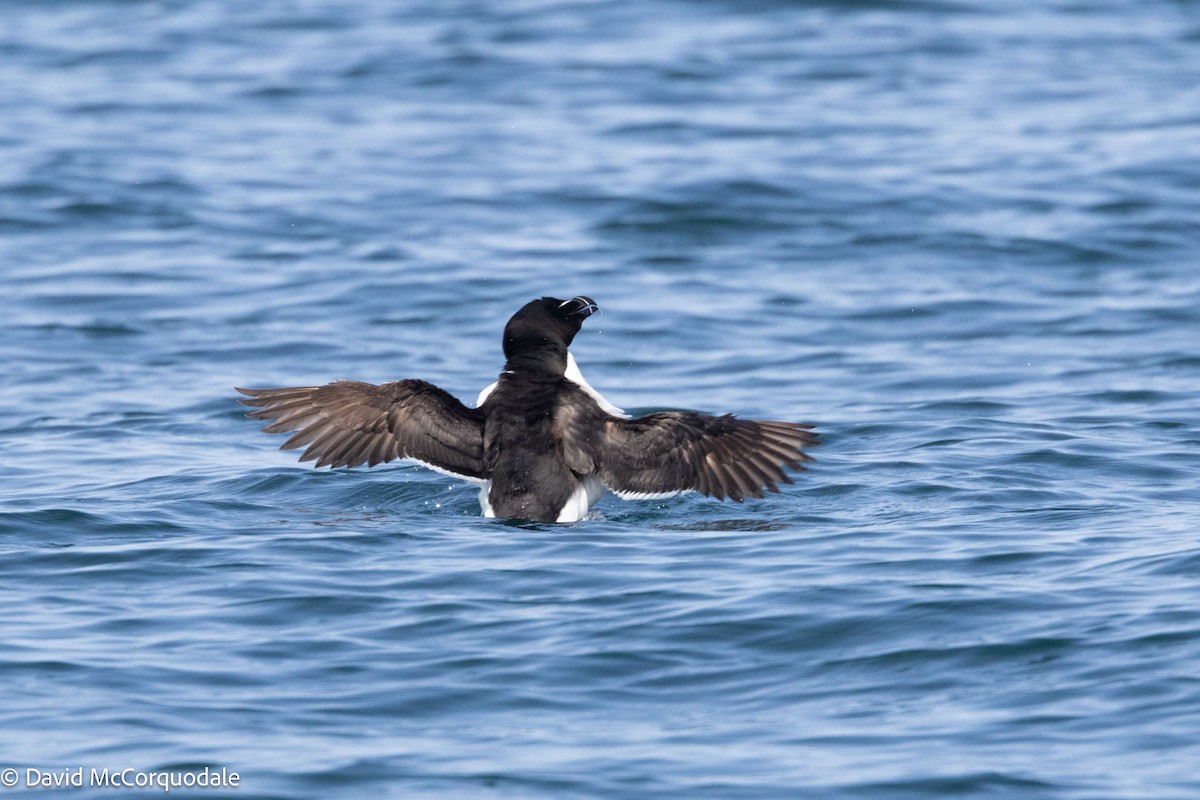 Razorbill - ML622440233