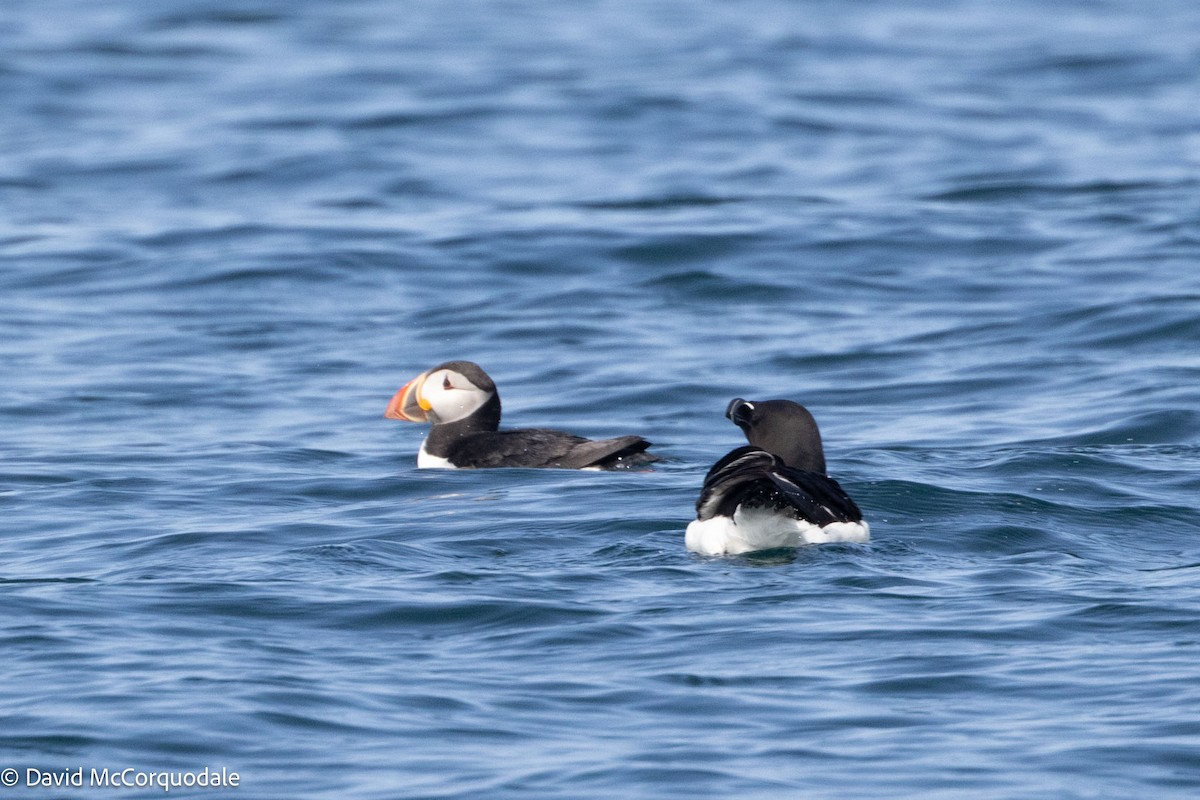 Razorbill - ML622440234