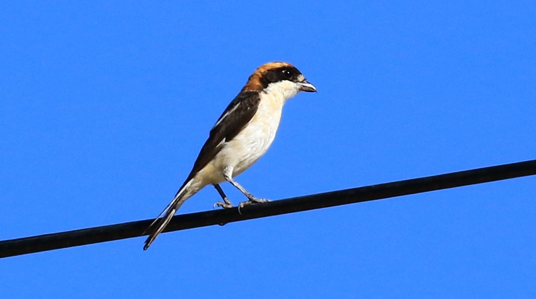 Woodchat Shrike - ML622440307