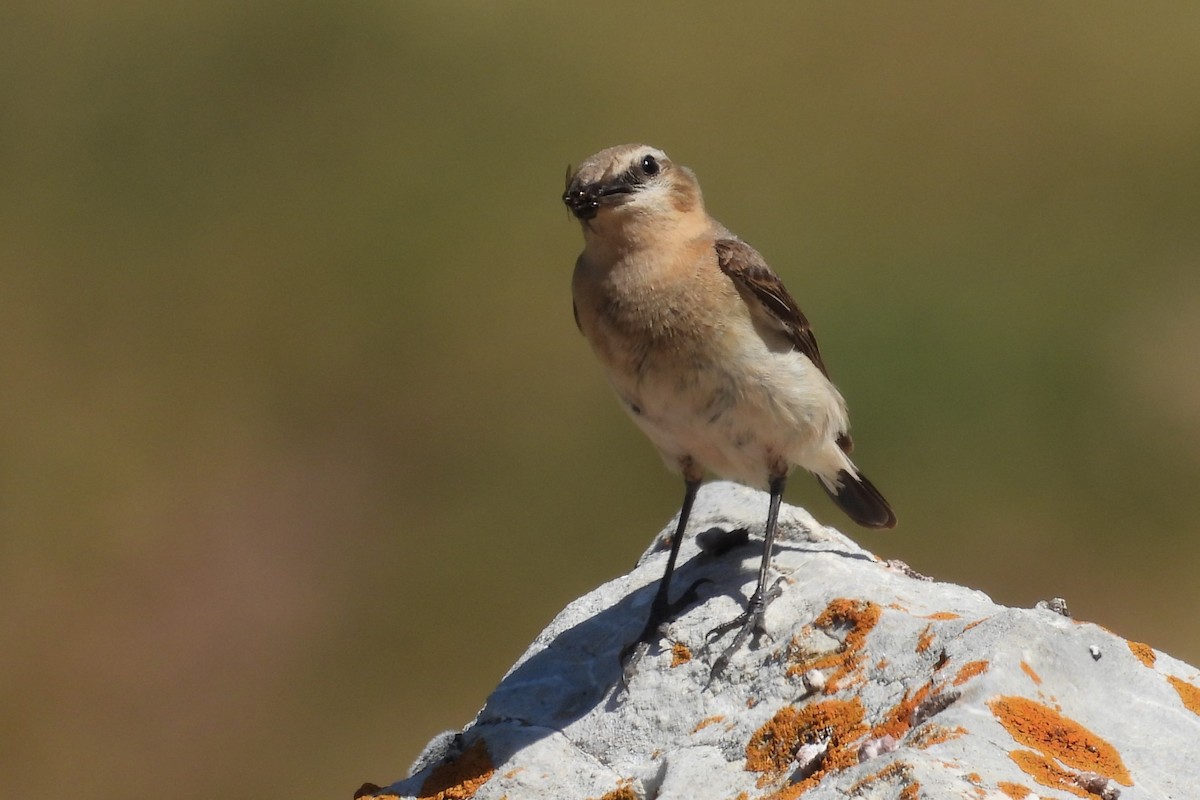 Northern Wheatear - ML622440308