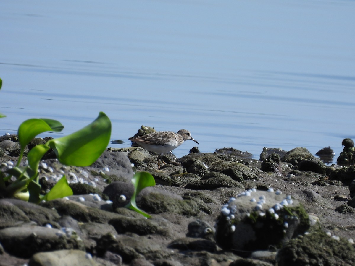 pygmésnipe - ML622440347