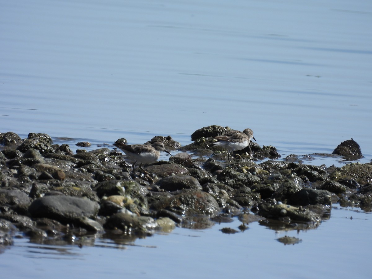 pygmésnipe - ML622440350