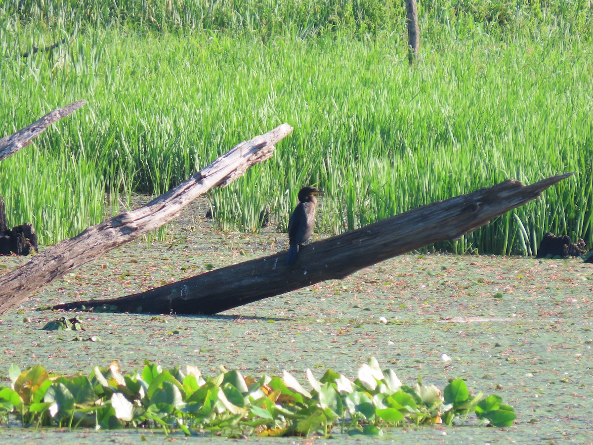 Double-crested Cormorant - ML622440389