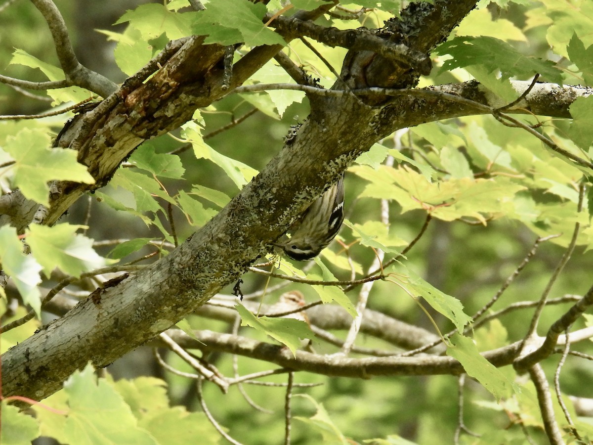 Black-and-white Warbler - Jeanne Tucker