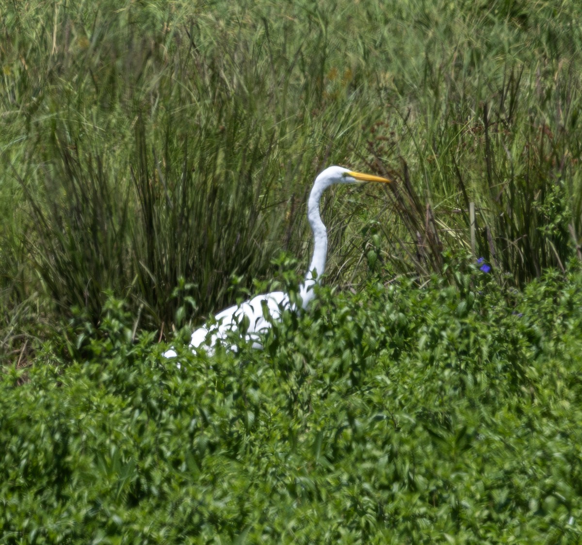 Great Egret - ML622440663