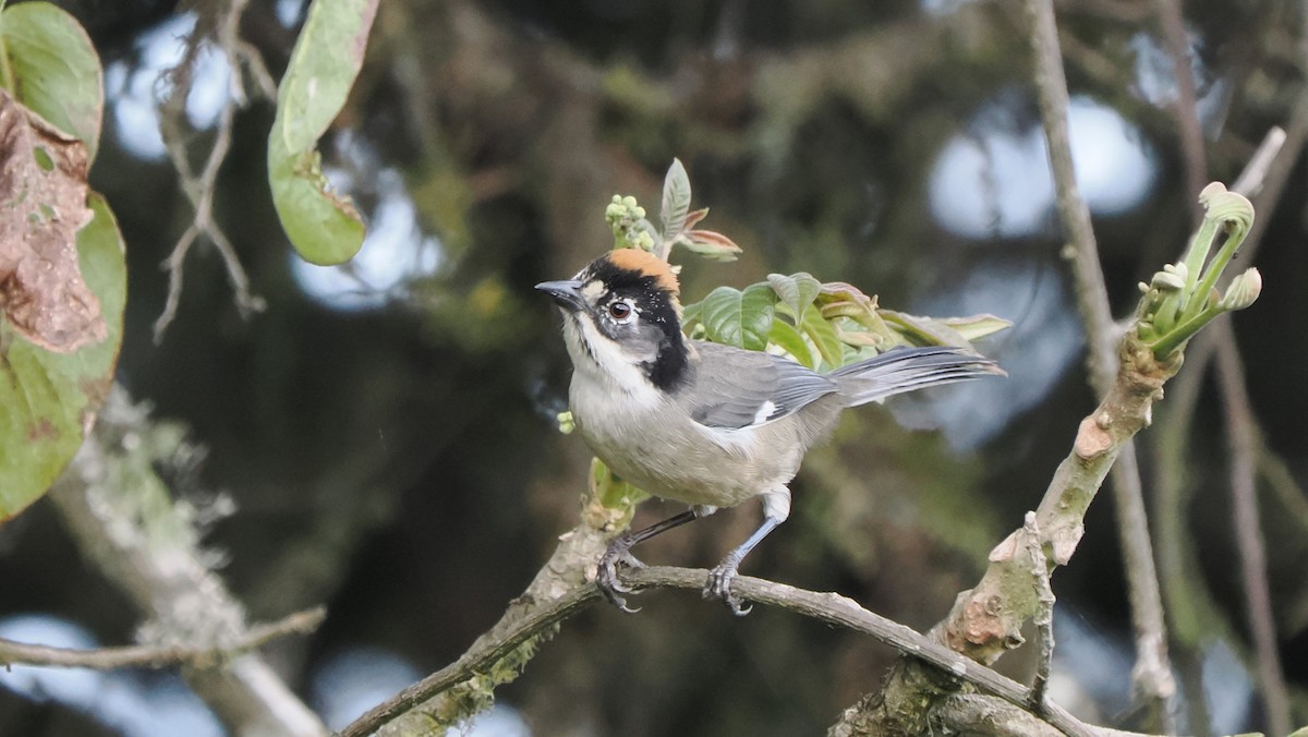 White-winged Brushfinch (White-winged) - ML622440665