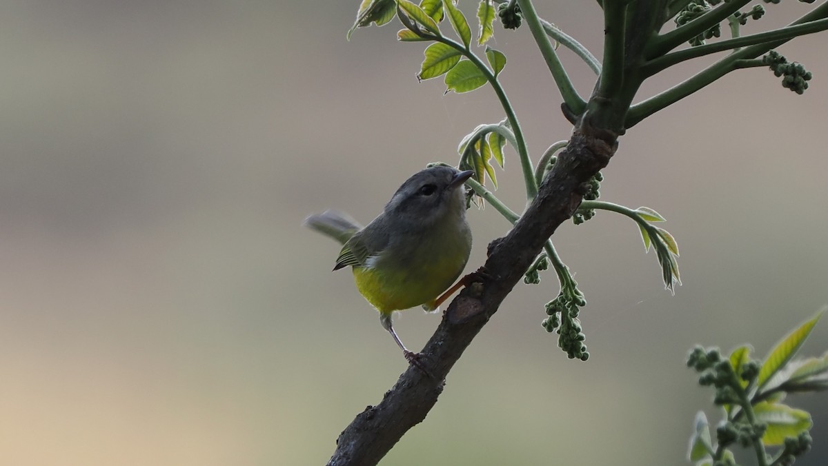 Three-banded Warbler - ML622440671