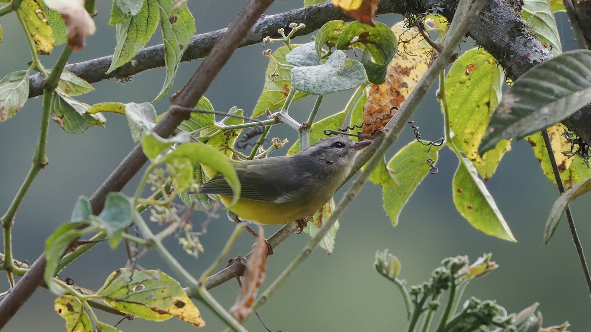 Three-banded Warbler - ML622440674