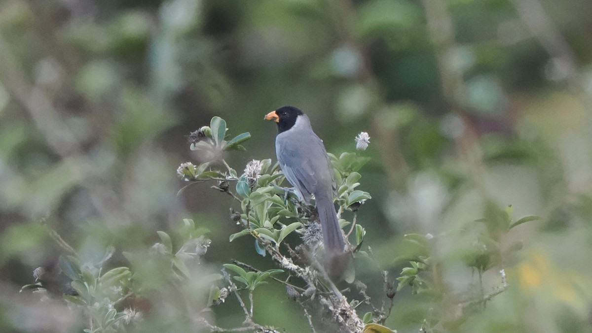 Black-cowled Saltator - ML622440786