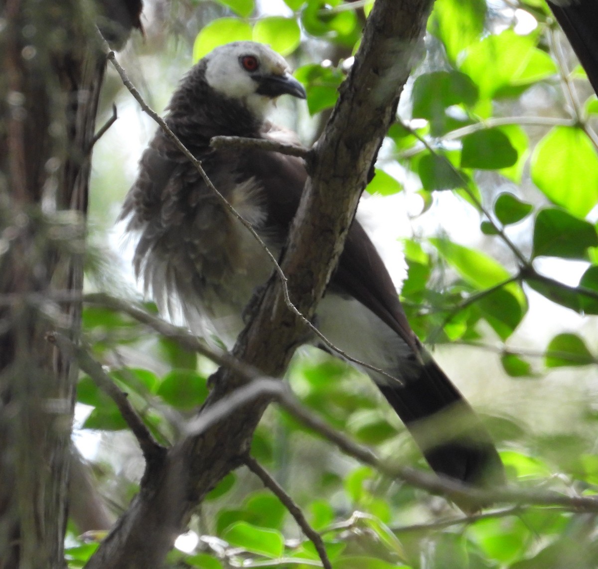 White-rumped Babbler - ML622440830