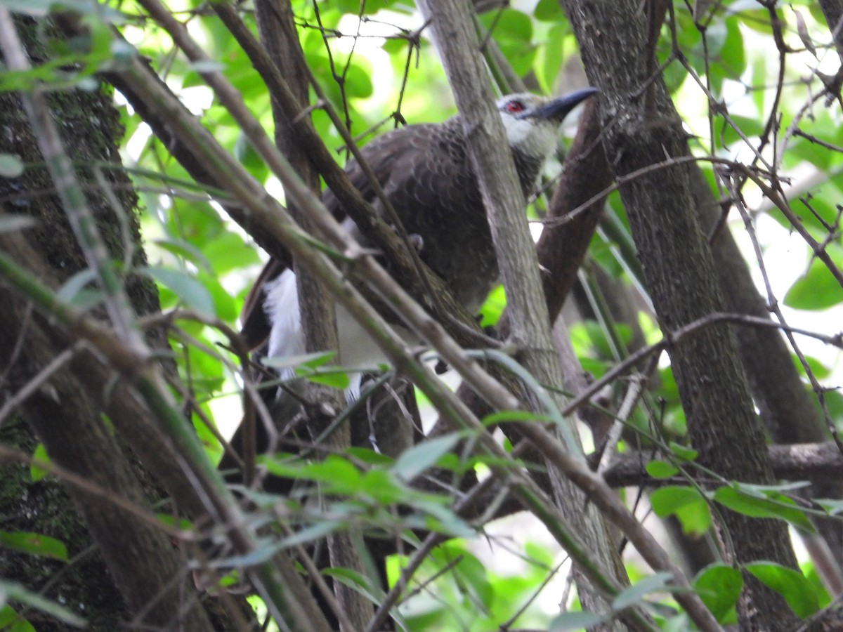 White-rumped Babbler - ML622440831