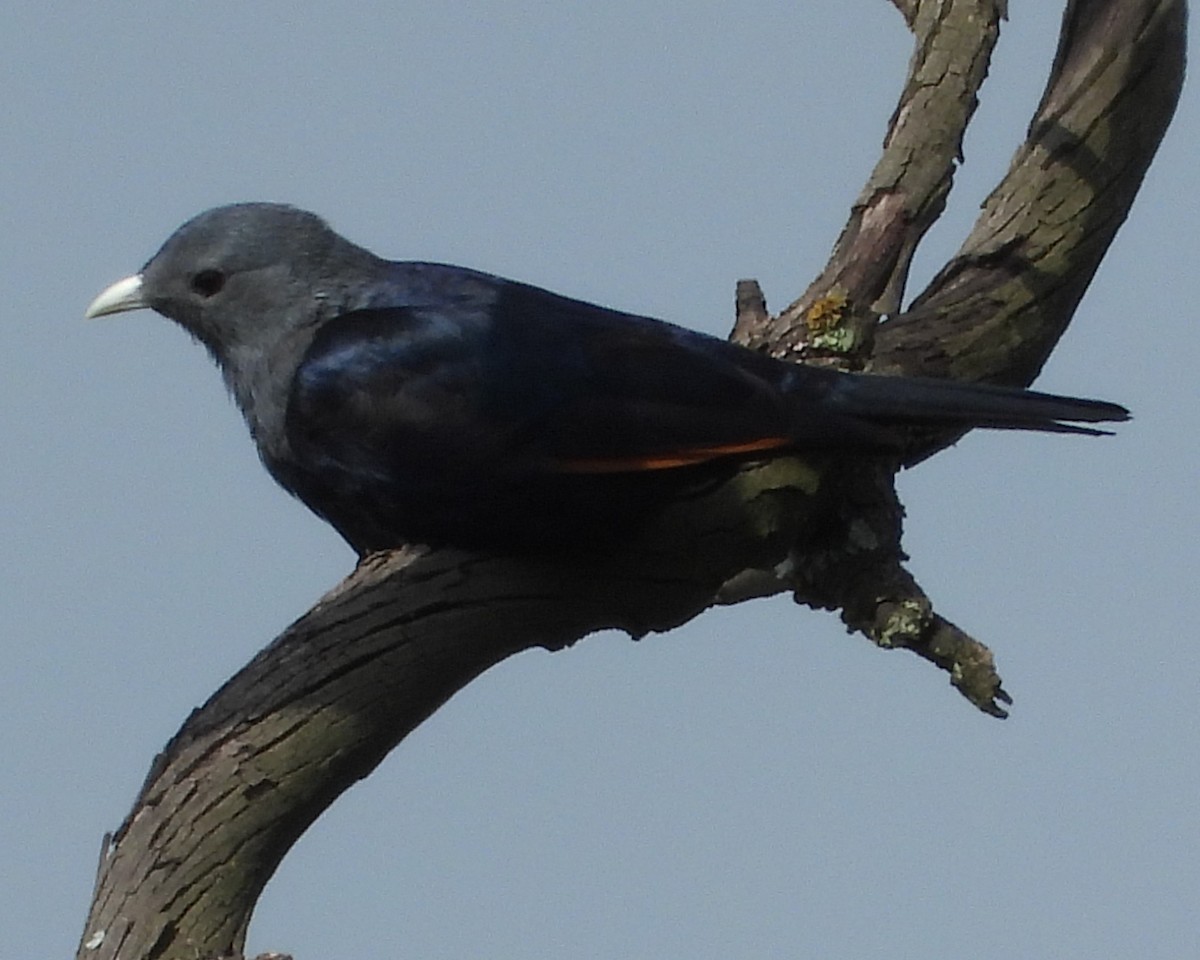 White-billed Starling - ML622440839